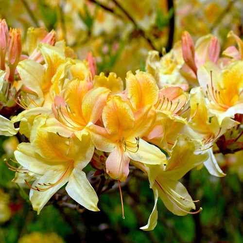 Yellow Azalea | Rhododendron 'Luteum' Shrubs