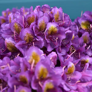 Rhododendron 'Marcel Menard' Shrubs