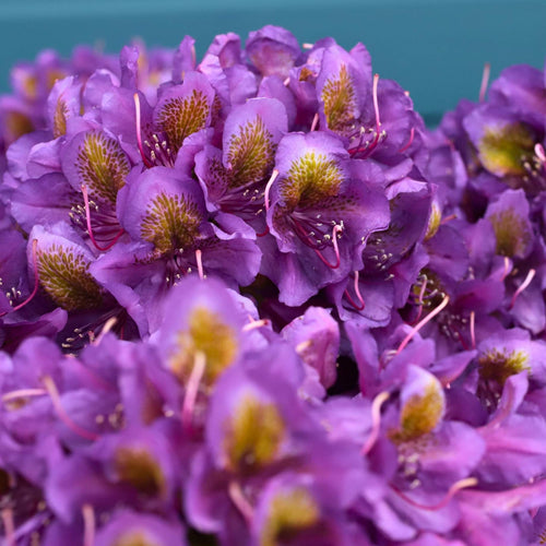 Rhododendron 'Marcel Menard' Shrubs