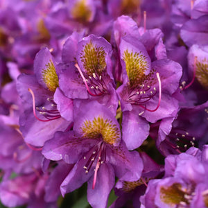 Rhododendron 'Marcel Menard' Shrubs