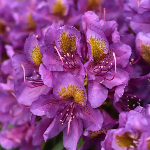 Rhododendron 'Marcel Menard' Shrubs