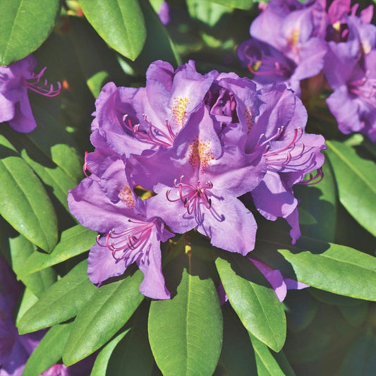 Rhododendron 'Marcel Menard' Shrubs