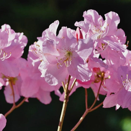 Rhododendron 'Praecox' Shrubs