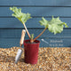 'Raspberry Red' Rhubarb Plant Soft Fruit