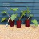 'Timperley Early' Rhubarb Plant Soft Fruit