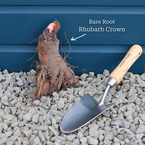 'Timperley Early' Rhubarb Plant Soft Fruit