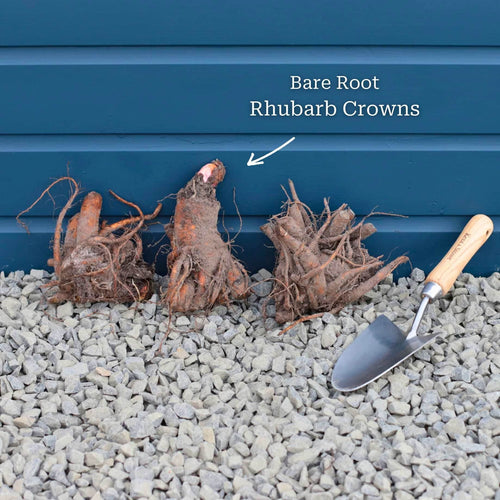 'Timperley Early' Rhubarb Plant Soft Fruit