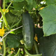 'Ridge Perfection' Cucumber Plants Vegetables