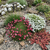 Best Rockery Plants | Ultimate Alpine Collection Perennial Bedding