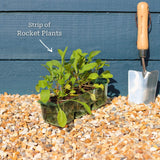 Wild Rocket Plants Vegetables