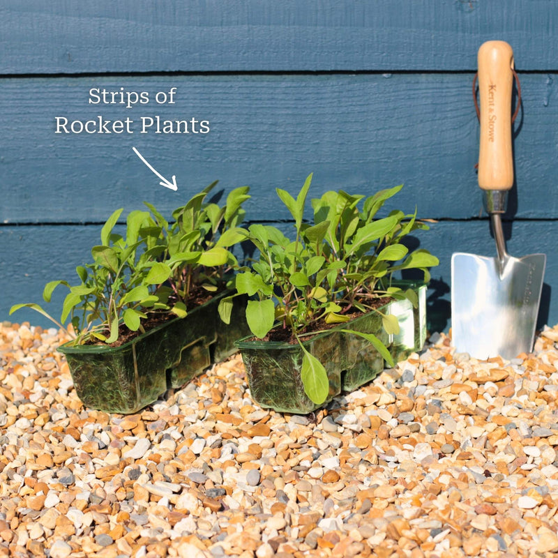 Wild Rocket Plants Vegetables