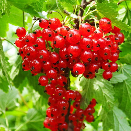 'Rolan' Redcurrant Bush Soft Fruit