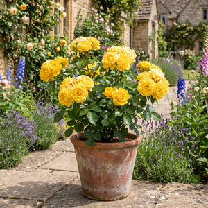 'Grandma's Rose' Bush Rose Shrubs