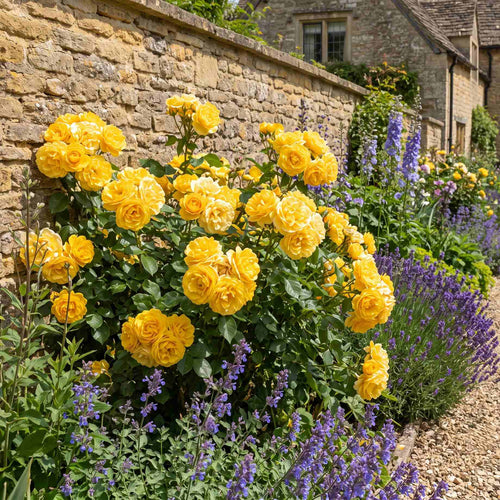'Grandma's Rose' Bush Rose Shrubs