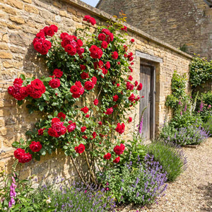 'Love Knot' Climbing Rose Shrubs