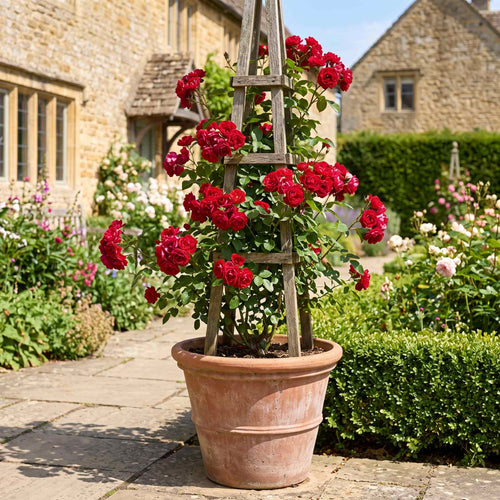 'Love Knot' Climbing Rose Shrubs