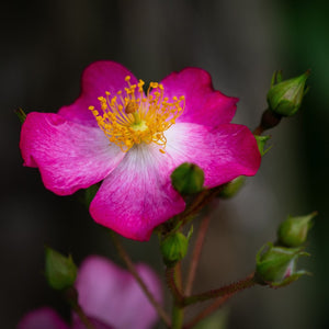 Eglantine Rose Hedging | Rosa rubiginosa Shrubs