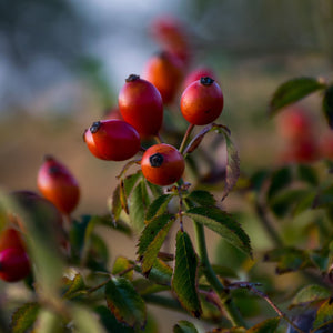Eglantine Rose Hedging | Rosa rubiginosa Shrubs
