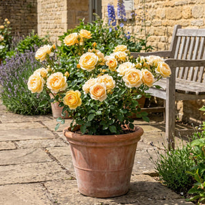 'Sweet Memories™' Patio Shrub Rose Shrubs