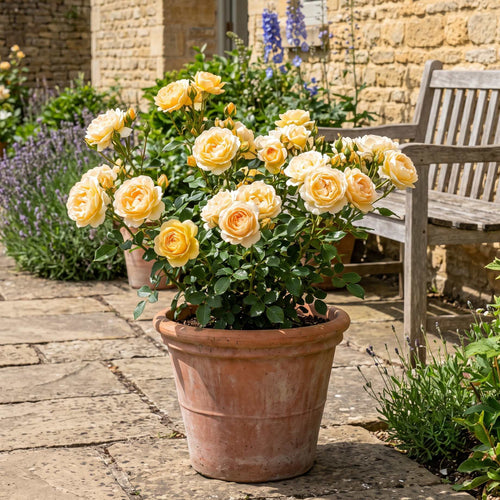 'Sweet Memories™' Patio Shrub Rose Shrubs
