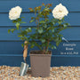 'For Your Eyes Only' Floribunda Rose Shrubs