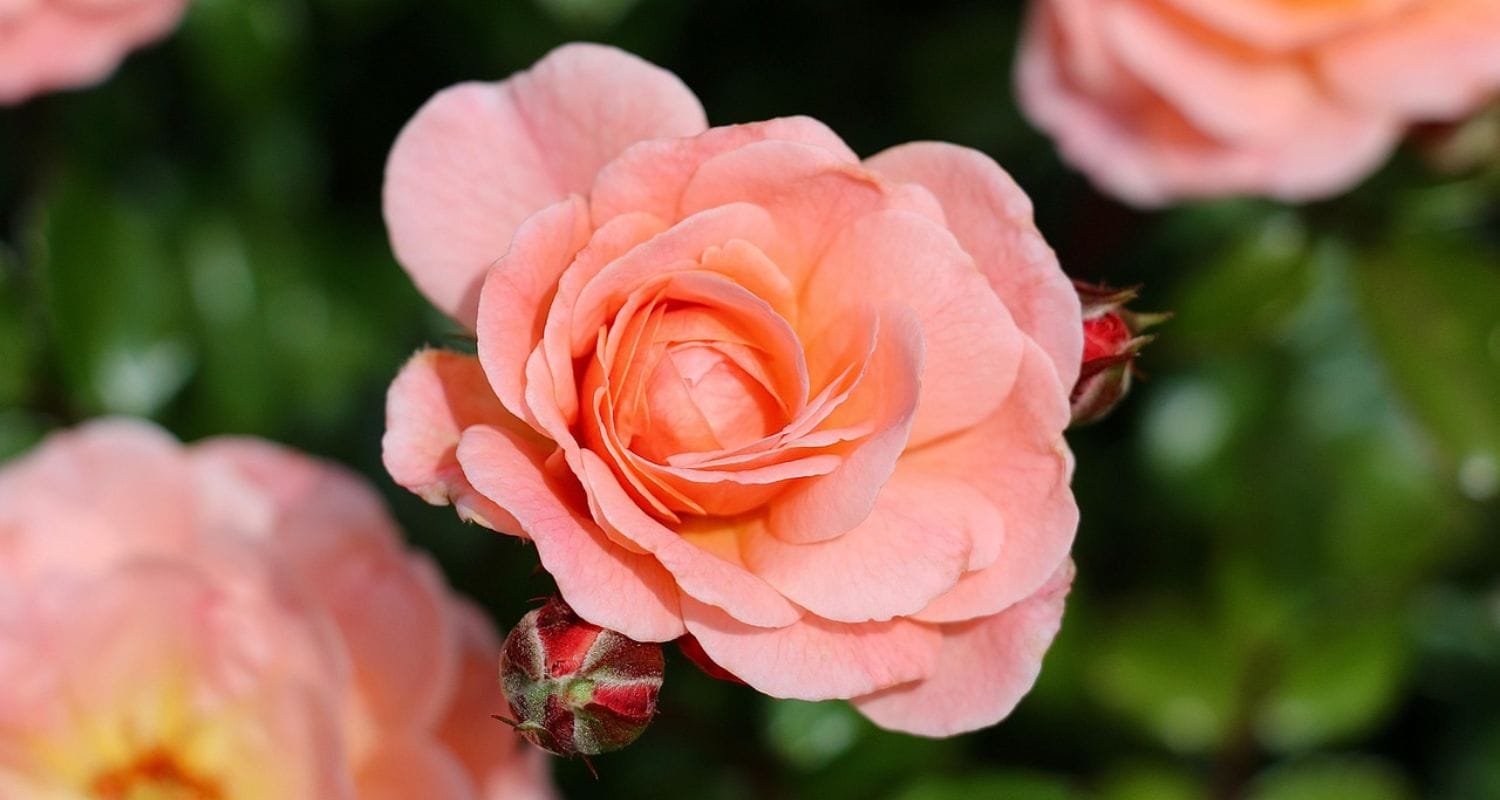 Rose Care: A Complete Guide