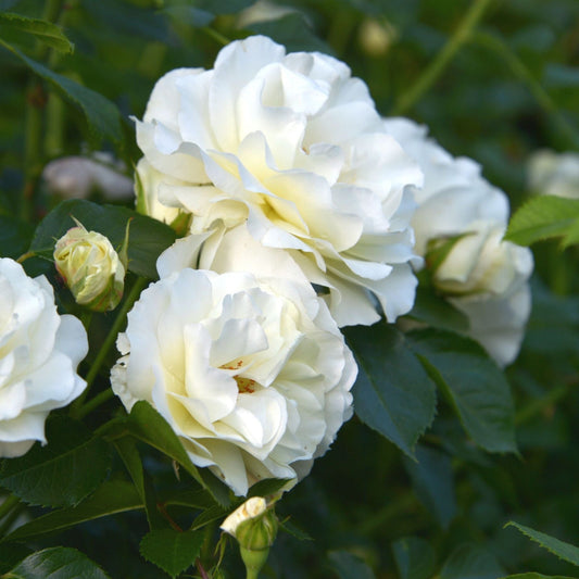 'Diamond Jubilee' Hybrid Tea Rose Shrubs