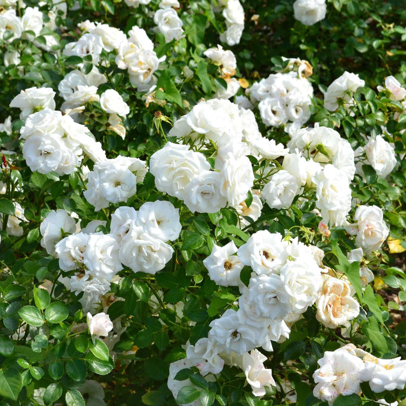 'Diamond Jubilee' Hybrid Tea Rose Shrubs