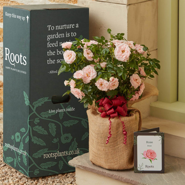 The Rose Gift Shrubs