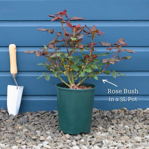 'Palace Kailani' Patio Shrub Rose Shrubs