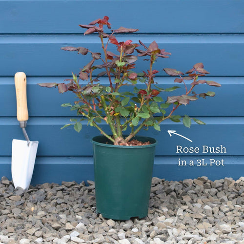 'Palace Kailani' Patio Shrub Rose Shrubs