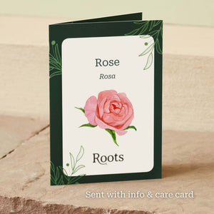 The Rose Gift Shrubs