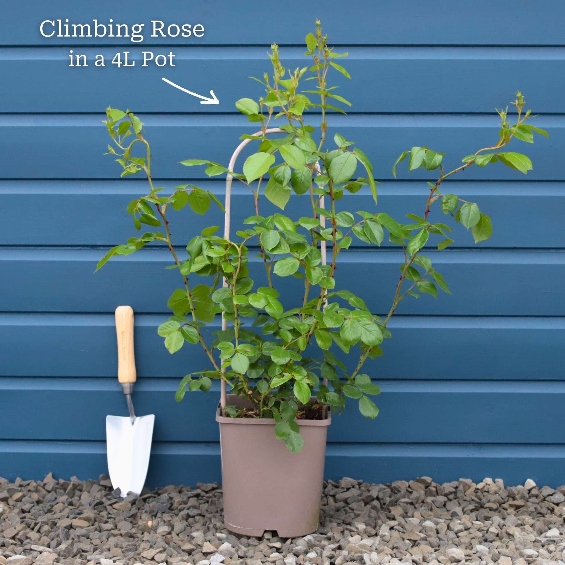 Climbing Roses Roots 'Gloriana' Climbing Rose – Roots Plants