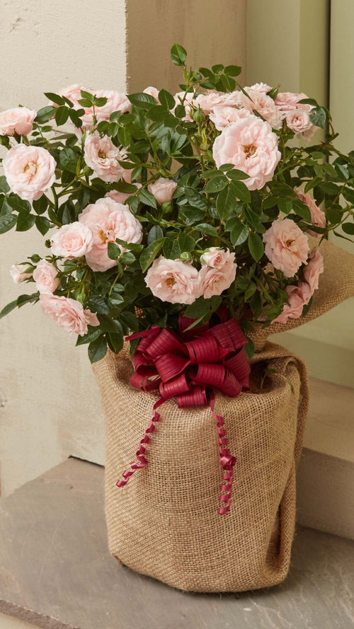 How your gifts are wrapped and posted