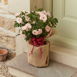The Rose Gift Shrubs