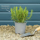 Rosemary Plants Vegetables