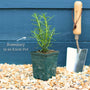 Rosemary Plants Vegetables