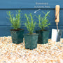 Rosemary Plants Vegetables