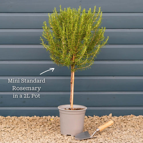 Rosemary Plants Vegetables