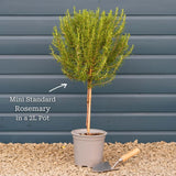 Rosemary Plants Vegetables