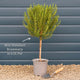 Rosemary Plants Vegetables