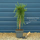 Patio Creeping Rosemary Tree | Rosmarinus officinalis 'Prostratus' Shrubs