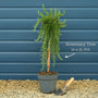 Patio Creeping Rosemary Tree | Rosmarinus officinalis 'Prostratus' Shrubs