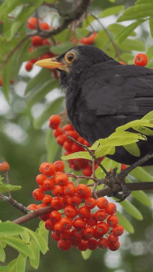 Rowan Trees: The Living Bird Feeders