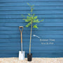 Mountain Ash Rowan Tree | Sorbus aucuparia Ornamental Trees