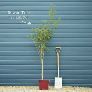 Vilmorin's Rowan Tree | Sorbus vilmorinii Ornamental Trees