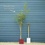 Vilmorin's Rowan Tree | Sorbus vilmorinii Ornamental Trees