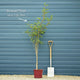 Vilmorin's Rowan Tree | Sorbus vilmorinii Ornamental Trees