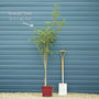 Vilmorin's Rowan Tree | Sorbus vilmorinii Ornamental Trees