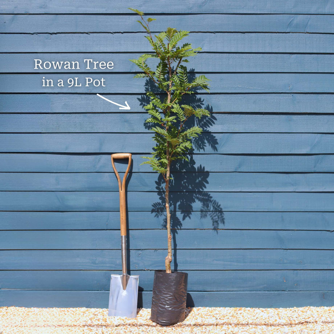 Rowan Trees: UK Grown Native Trees for Year-Round Interest – Roots Plants
